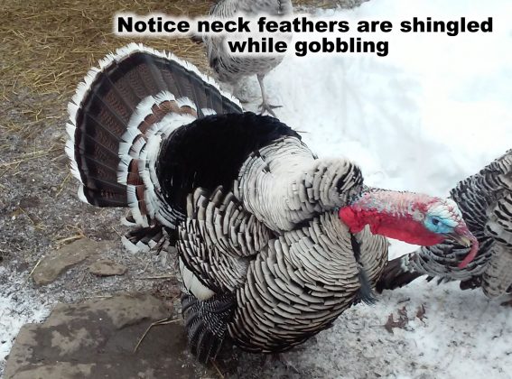 A Look Back at Taxidermy Turkey Reference Pictures with CJ Herring