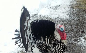 A Look Back at Taxidermy Turkey Reference Pictures Turkey Reference